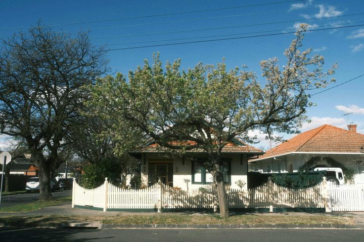 Californian bungalow with a white picket fence and a flowering tree in Malvern East, Melbourne