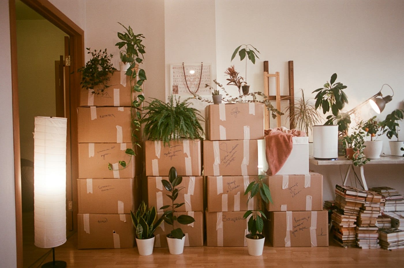 Taped moving boxes and pot plants stacked in a light-filled room