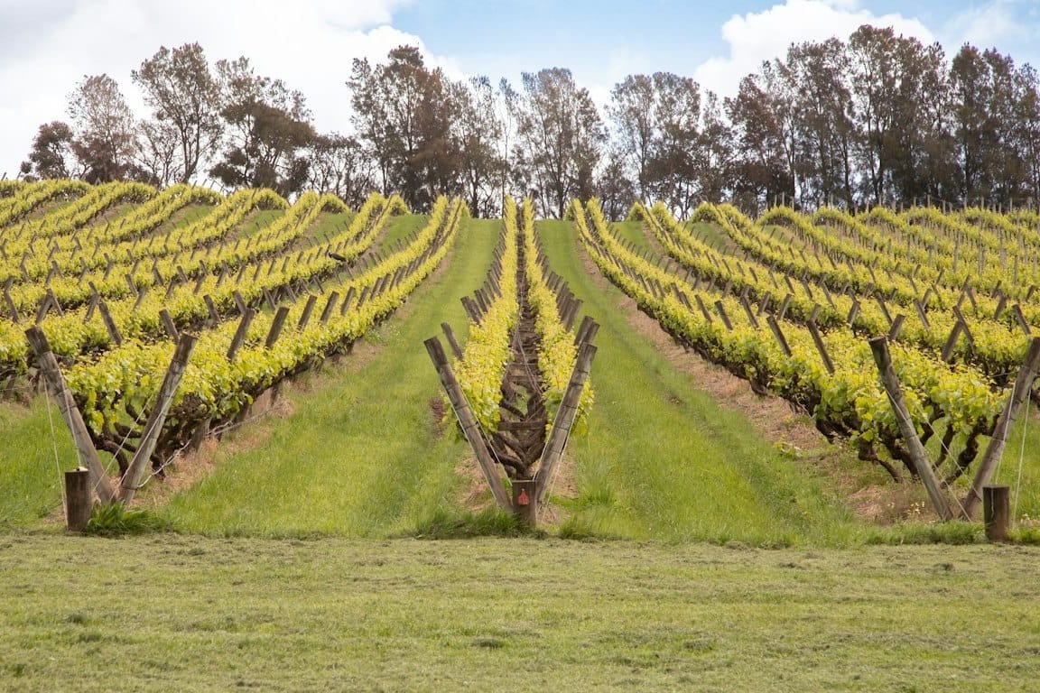 Rows of spring vines beside the Red Hill Rail Trail, Red Hill